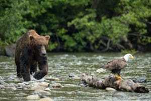 Top 25 Reasons To Visit Canada For A Lifetime Experience 8 Grizzly Bear, Canada