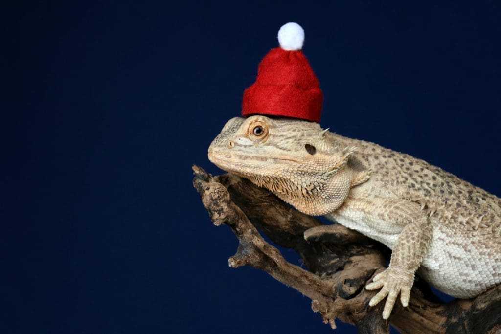 7 Ways To Care For Your Bearded Dragon 10 bearded dragon