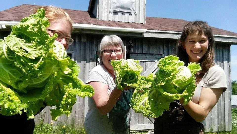 St. John's Farmer Market: 9 Best Facts 8 St. John's Farmer Market