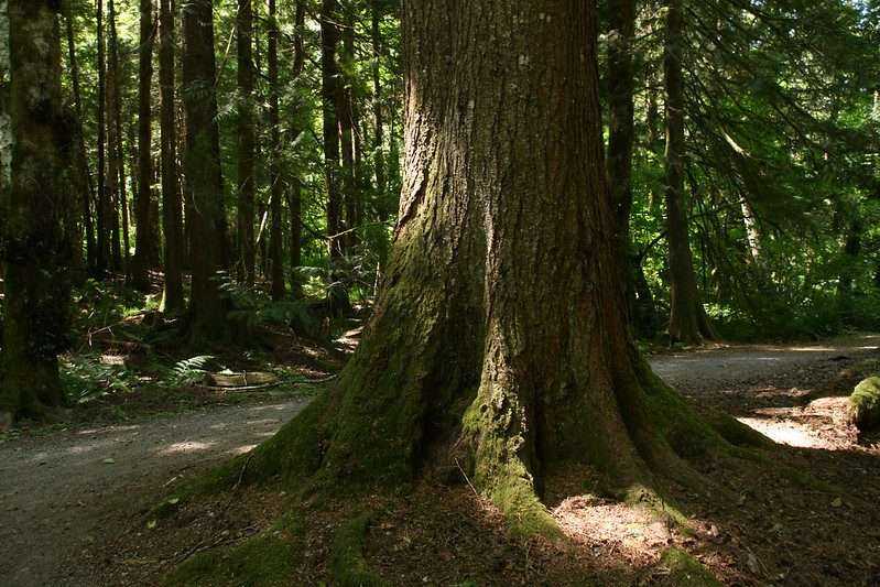 How To Get From Vancouver To Whistler: 5 Best Ways 13 Alice Lake Provincial Park