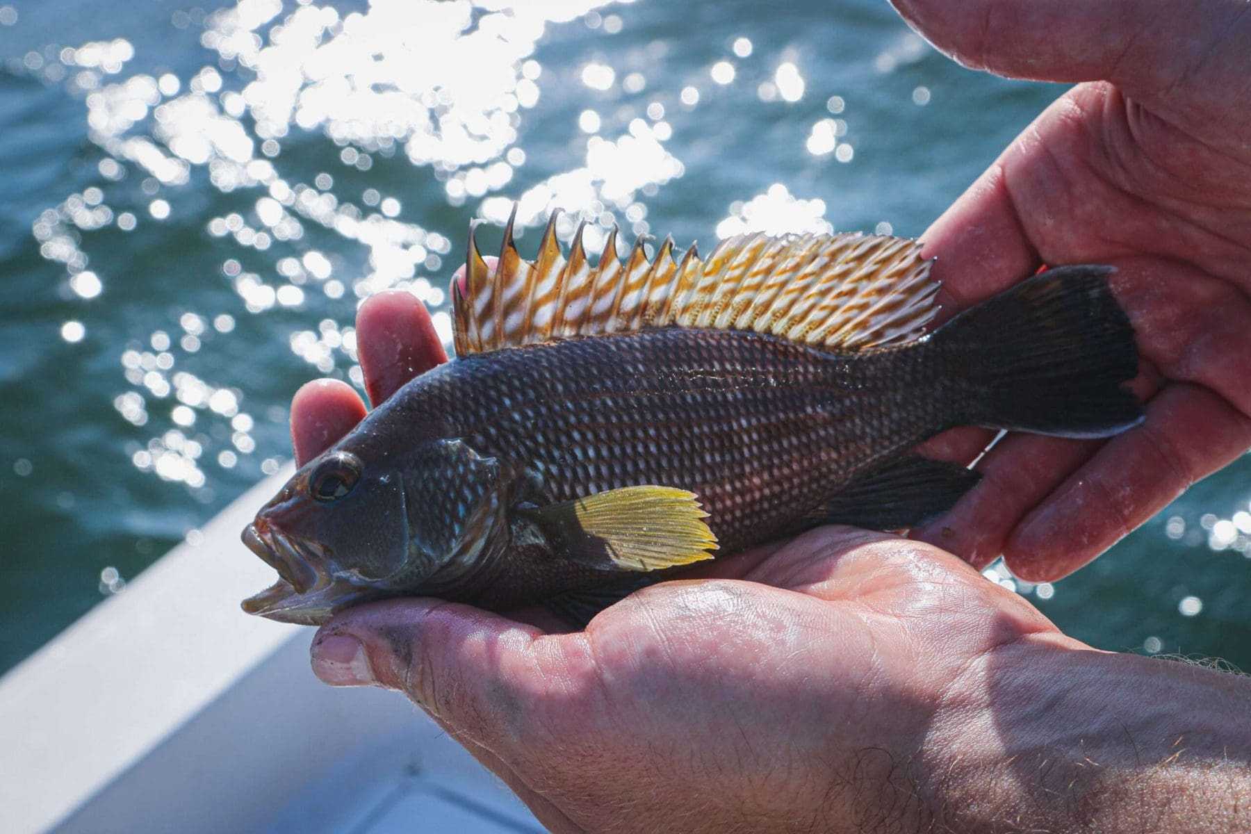 All About The Amazing Largemouth Bass 8 black bass