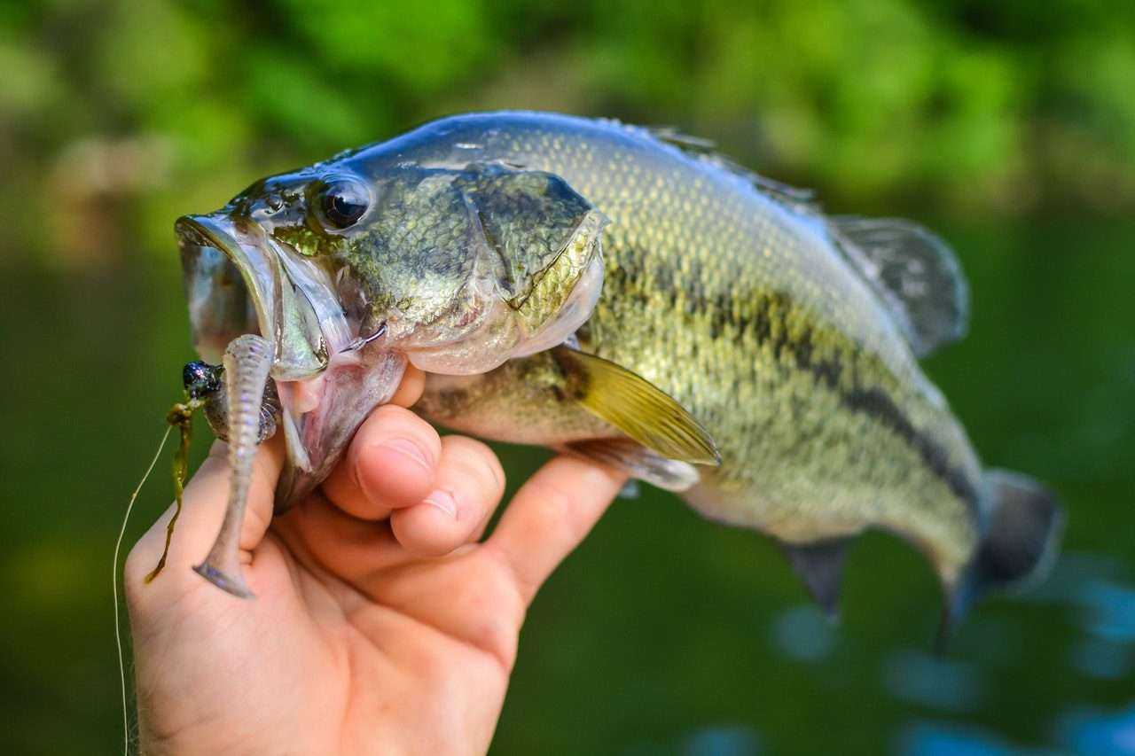 All About The Amazing Largemouth Bass 12 All About The Amazing Largemouth Bass 5