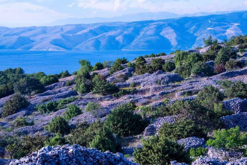 12 Super Interesting Facts About Lavender Farm 14 12 Super Interesting Facts About Lavender Farm 9