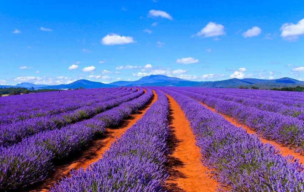 12 Super Interesting Facts About Lavender Farm 10 12 Super Interesting Facts About Lavender Farm 6