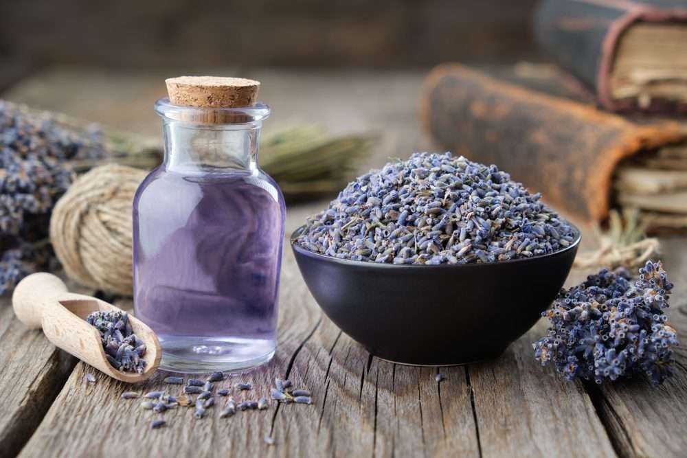 12 Super Interesting Facts About Lavender Farm 8 12 Super Interesting Facts About Lavender Farm 4