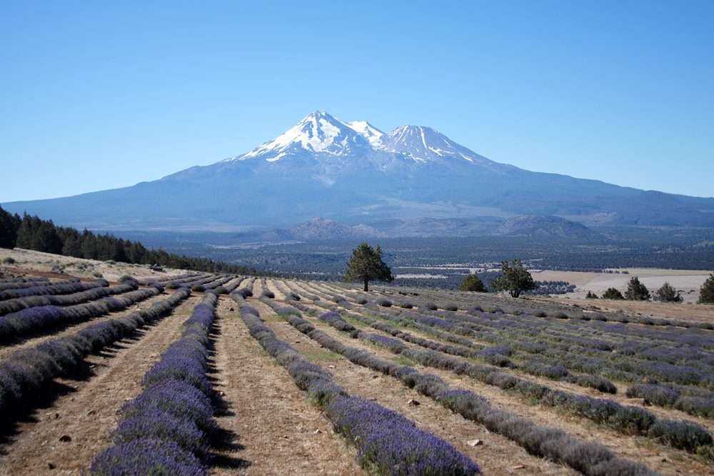 12 Super Interesting Facts About Lavender Farm 11 12 Super Interesting Facts About Lavender Farm 7