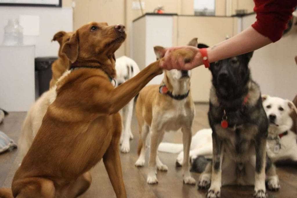 Bow Wow: Top 8 Best Dog Daycares Calgary 6 The Balanced Bark