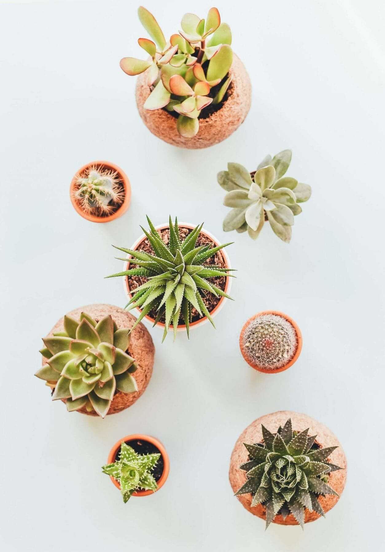 7 Best Garden Centers in Ottawa 10 Ritchie Feed & Seed Inc Garden Centres in Ottawa