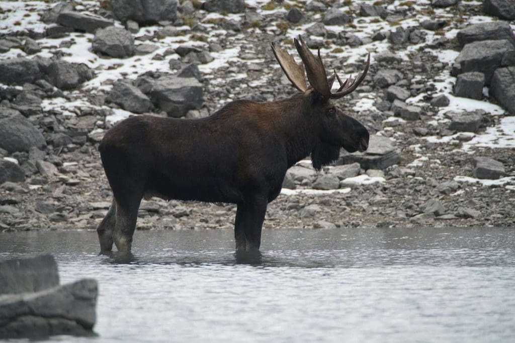 Master Guide to Moose Hunting Ontario 7 Moose hunting Ontario
