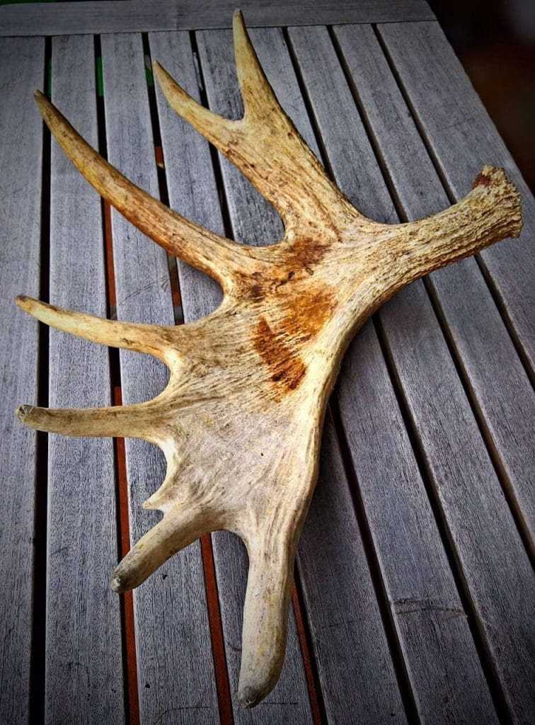 Master Guide to Moose Hunting Ontario 9 moose hunting ontario