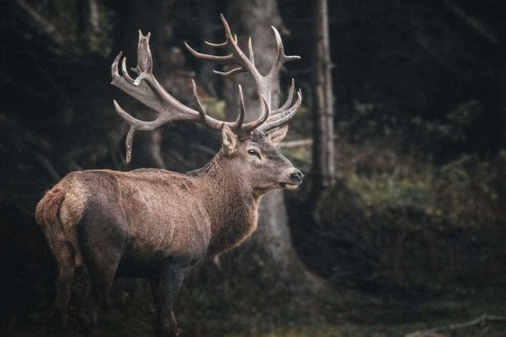 Master Guide to Moose Hunting Ontario 8 Moose hunting Ontario