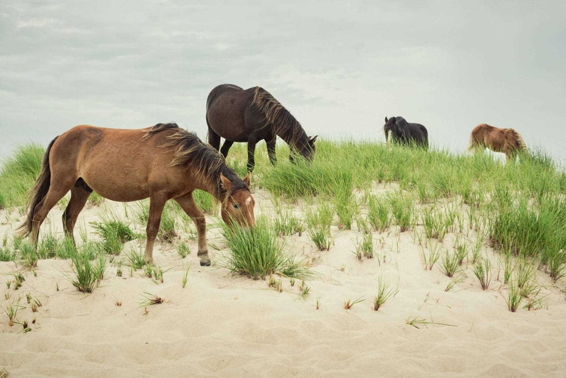 Sable Island: 7 Interesting Facts 9 Sable Island: 7 Interesting Facts 4