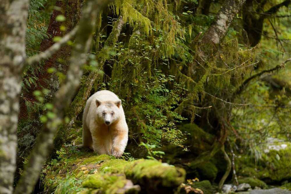 Guide to Great Bear Rainforest: Top 5 Reasons to Visit 7 Guide to Great Bear Rainforest: Top 5 Reasons to Visit 2