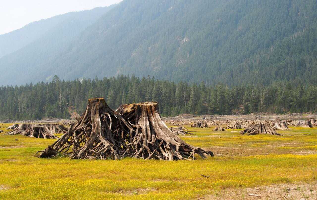 What to See on Vancouver Island? 14 Best Places 21 What to See on Vancouver Island? 14 Best Places 18