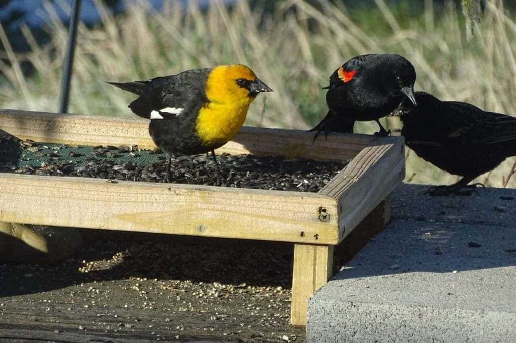 Where to find Red-Winged Blackbirds in Canada? 7 Where to find Red-Winged Blackbirds in Canada? 2