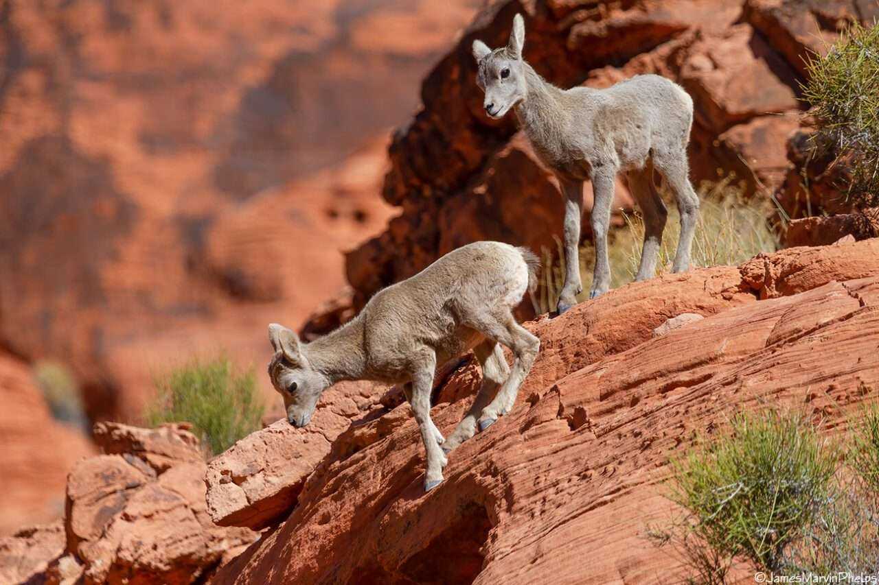 Valley Of Fire: 9 Mind-Blowing Secret Facts 6 Valley Of Fire: 9 Mind-Blowing Secret Facts 5