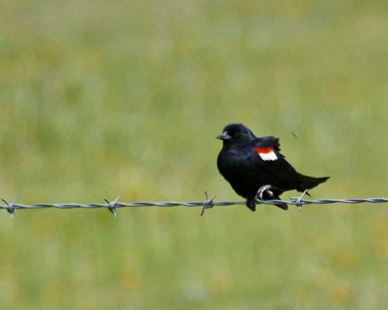 Where to find Red-Winged Blackbirds in Canada? 10 red-winged blackbirds tricolored