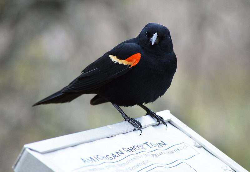 Where to find Red-Winged Blackbirds in Canada? 2 red-winged blackbirds