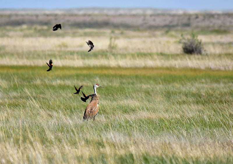 Where to find Red-Winged Blackbirds in Canada? 3 red-winged blackbirds