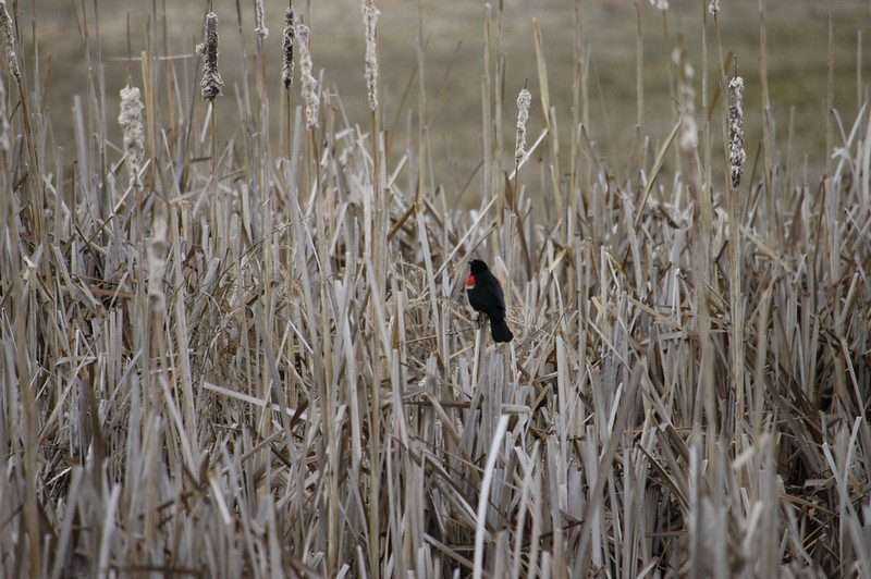 Where to find Red-Winged Blackbirds in Canada? 4 Baker County Tourism Travel Baker County