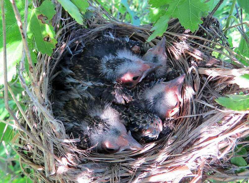 Where to find Red-Winged Blackbirds in Canada? 8 red-winged blackbirds nesting