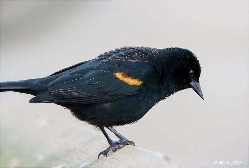Where to find Red-Winged Blackbirds in Canada? 9 red-winged blackbirds in Canada