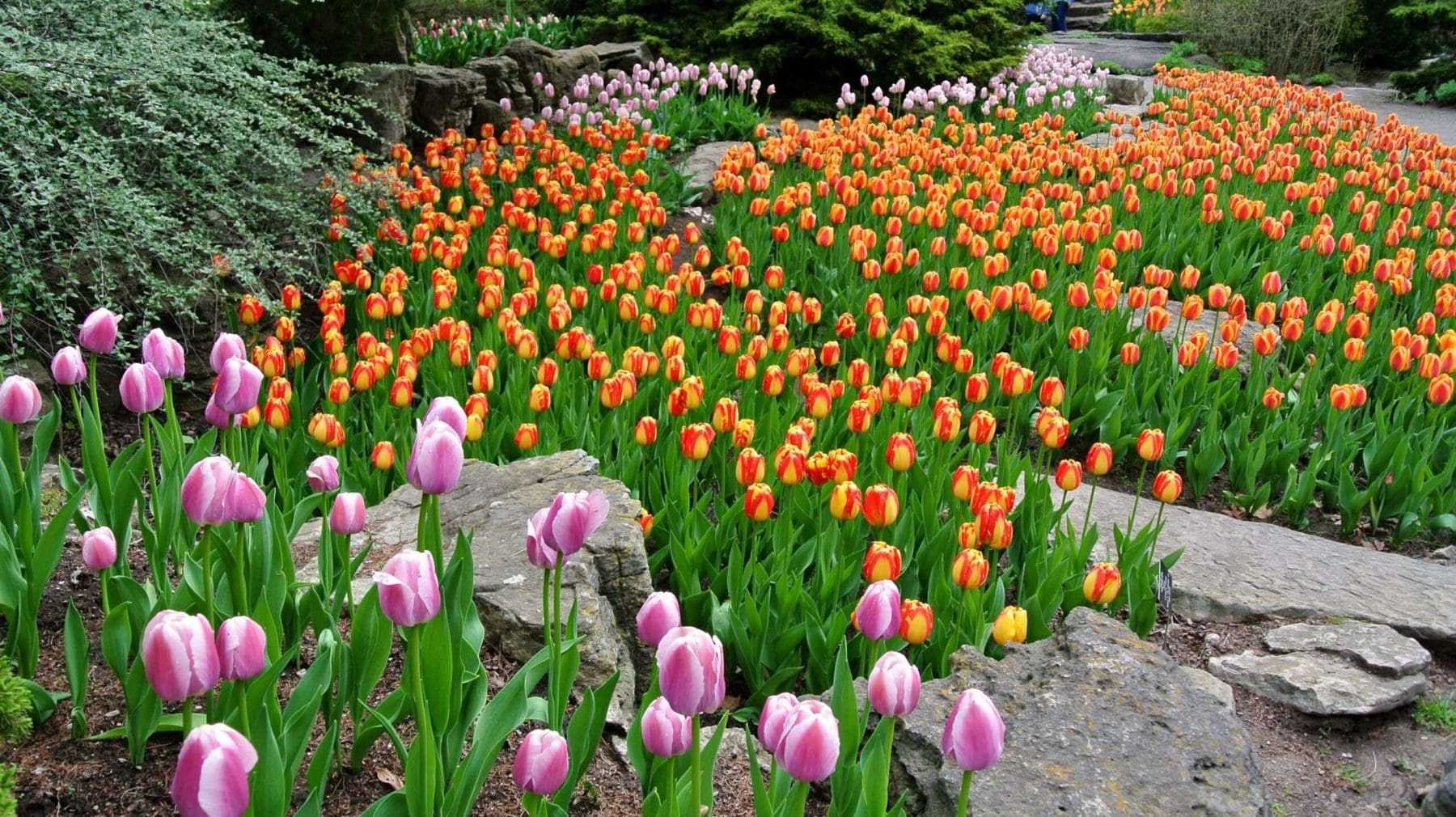 Visit Hamilton Ontario: Top Best 10 Reasons Why! 7 royal botanical gardens