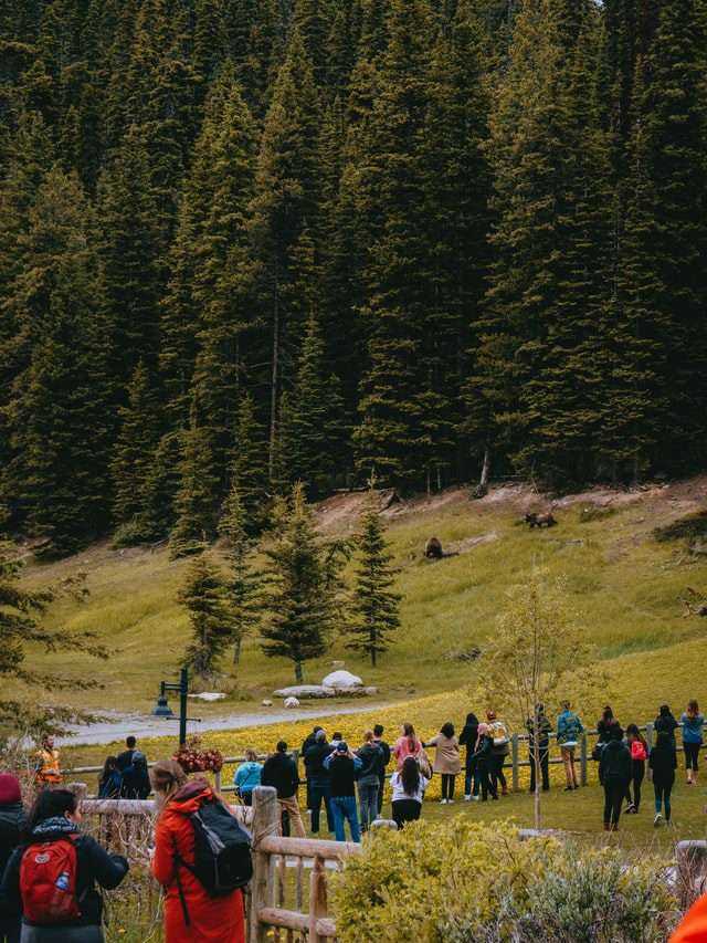 Amazing Lake Louise Ski Resort: 10 Reasons Why You Should Visit 12 Lakelouise ski resort