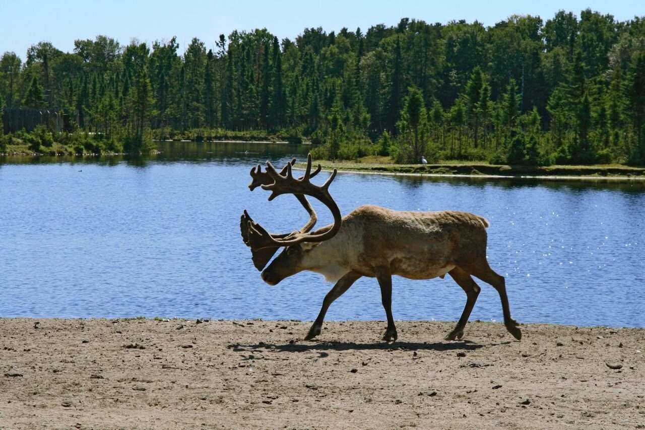Red Lake Ontario: 19 Fun Things To Do There 9 Red Lake Ontario: 19 Fun Things To Do There 6