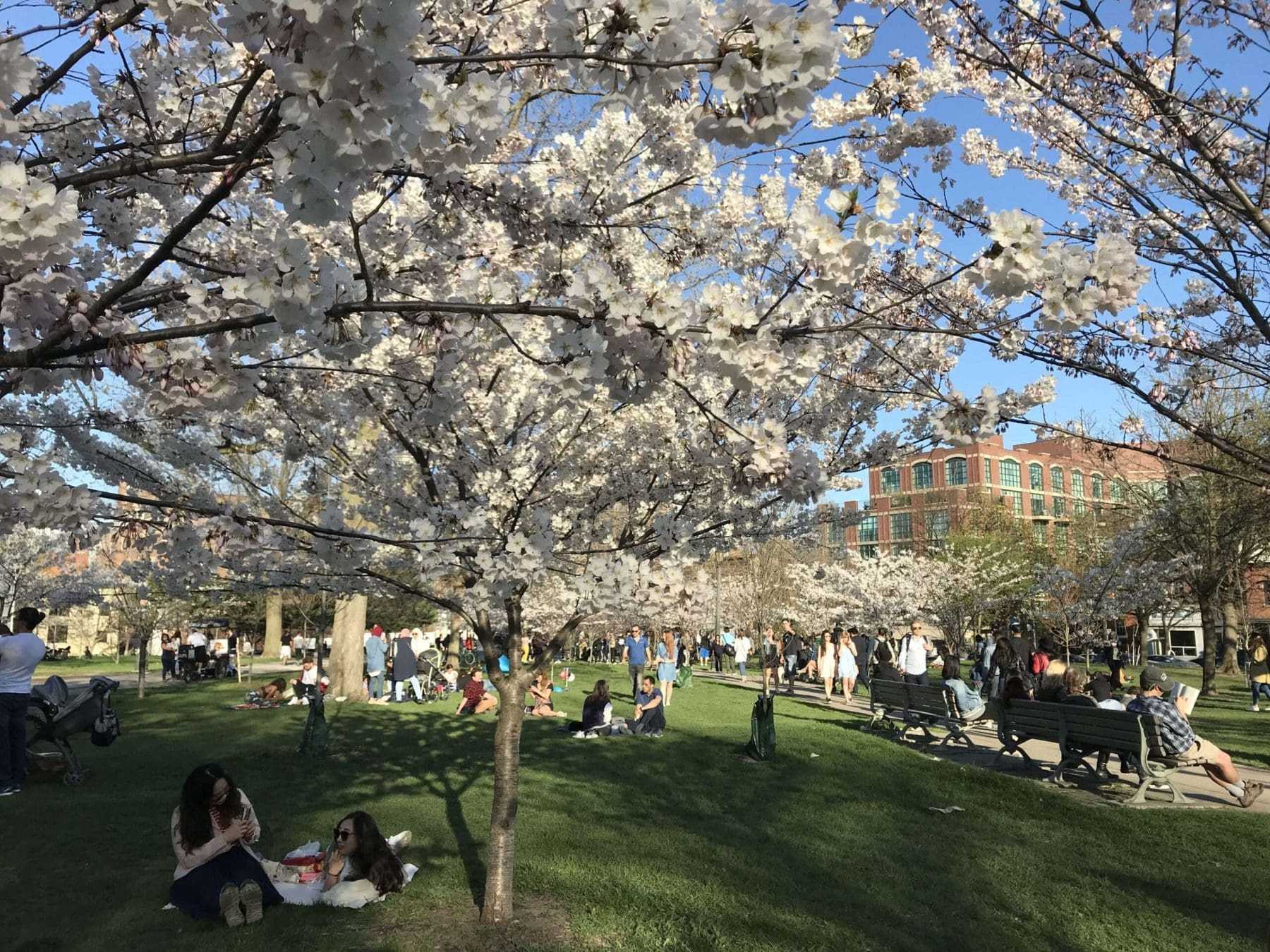 The 12 Best Parks in Toronto: An Amazing 2021 Guide 8 Trinity Bellwoods Park