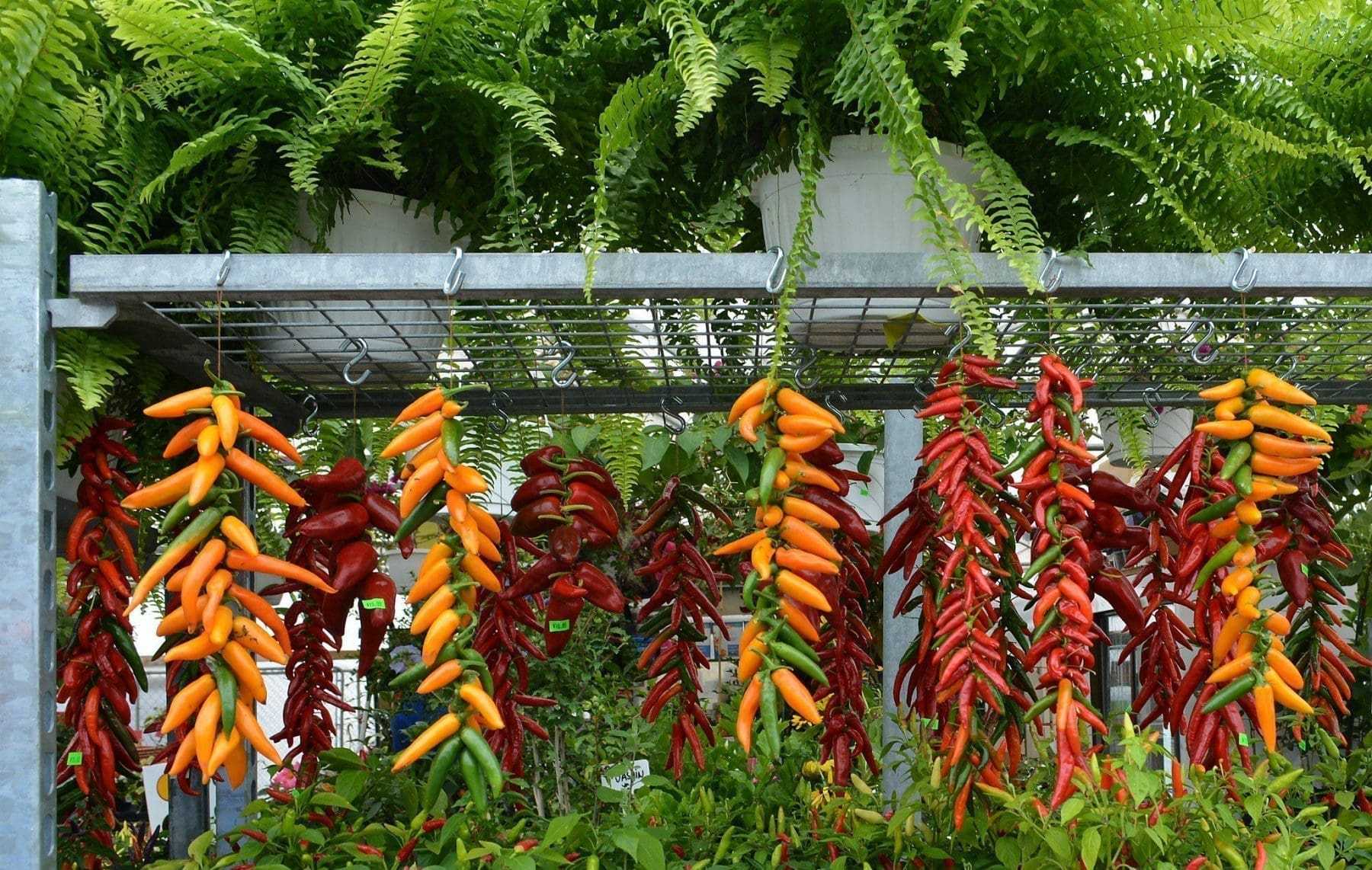 Montreal Tourist Attractions: 21 Best Places To Explore 21 Jean talon Market