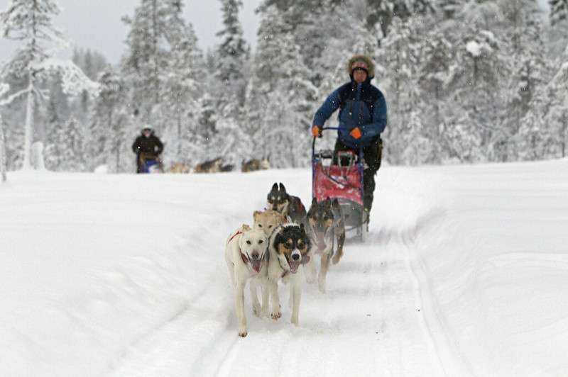 USA vs Canada: How Gambling Can Differ 10 Dog sledding