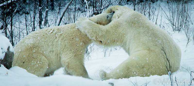 USA vs Canada: How Gambling Can Differ 8 Polar Bear