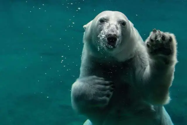 Polar Bears: 8 Interesting things about Polar Bears in Canada
