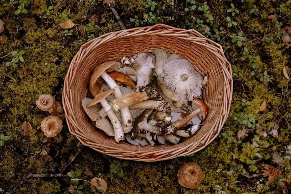 Basket of msuhrooms