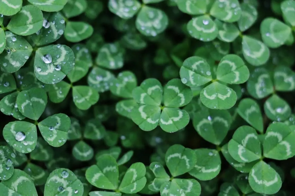 St. Patrick's Day: Facts, History & Traditions 6