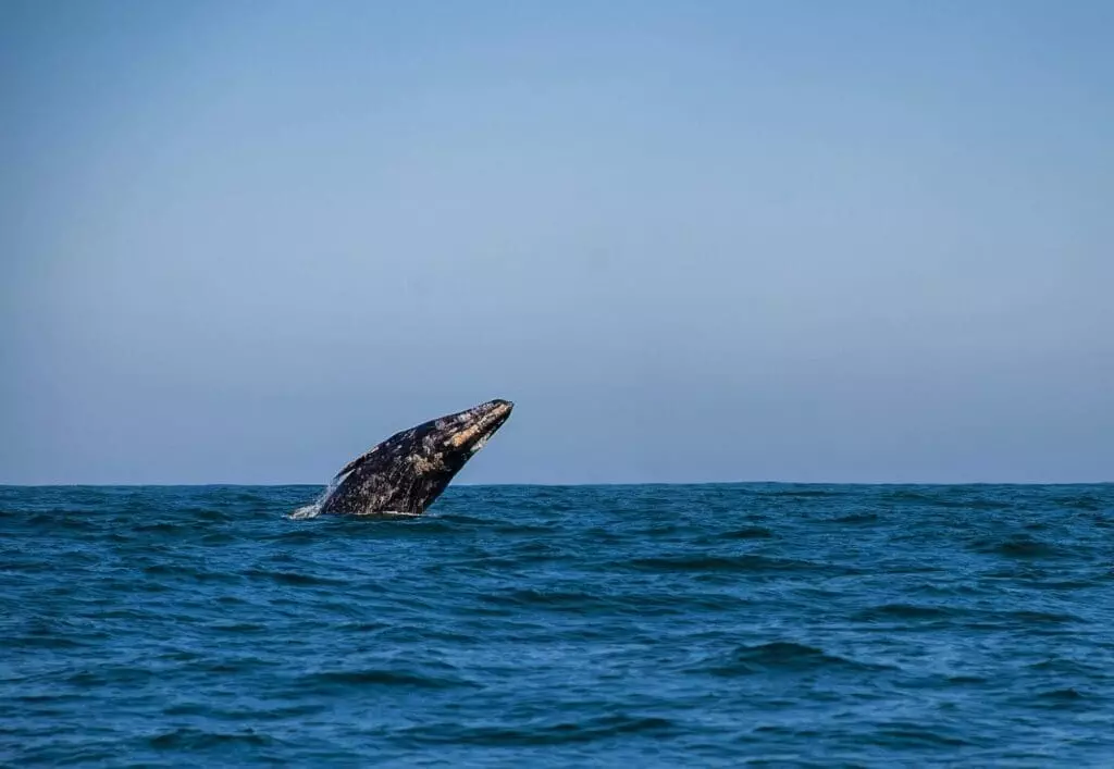 Whale Watching Tofino: An Excellent Guide To Read and Enjoy! 7