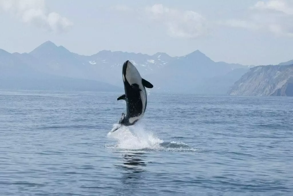 Whale Watching Tofino: An Excellent Guide To Read and Enjoy! 8