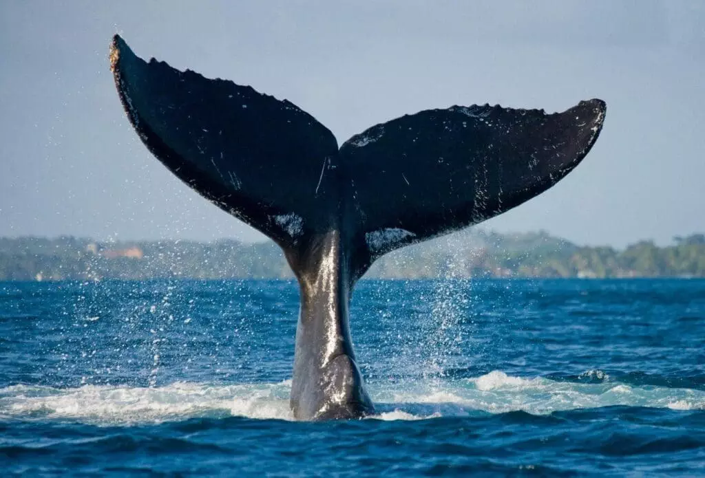 Whale Watching Tofino: An Excellent Guide To Read and Enjoy! 6