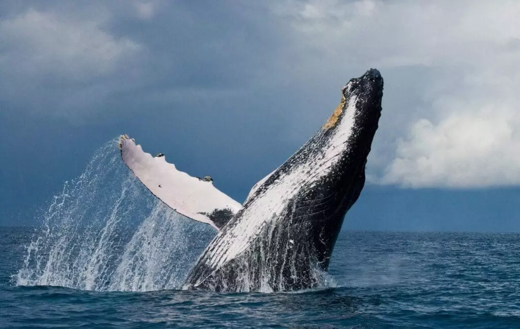 Whale Watching Tofino: An Excellent Guide To Read and Enjoy! 5