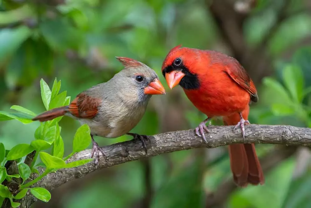 14 Beautiful Canadian Birds To Watch! 8