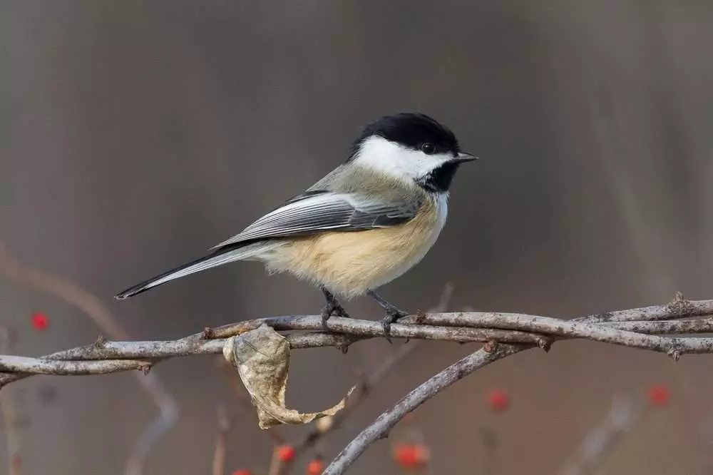 14 Beautiful Canadian Birds To Watch! 7