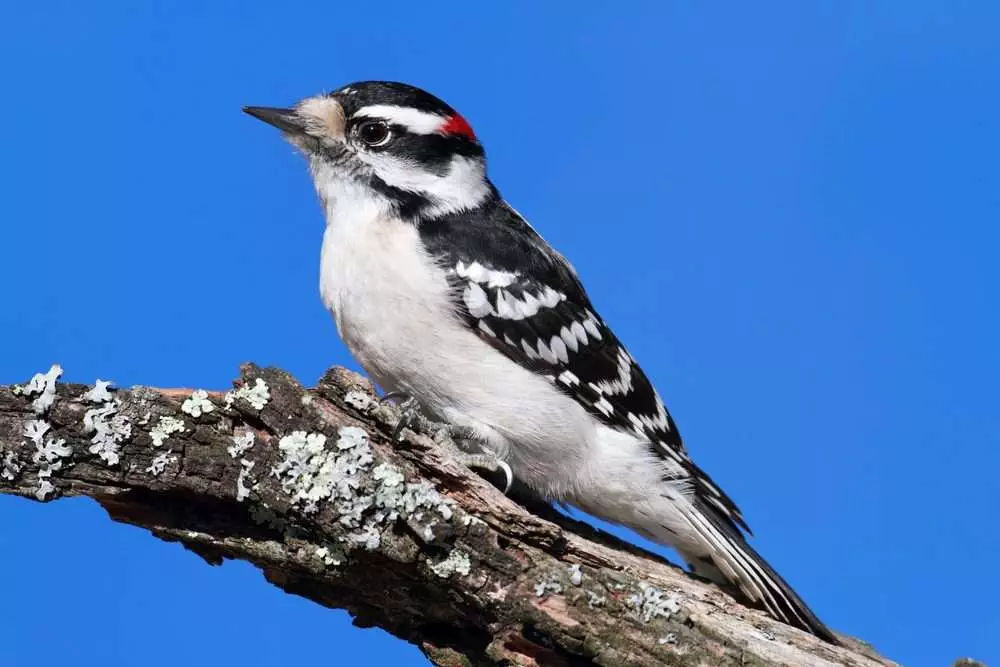 14 Beautiful Canadian Birds To Watch! 9