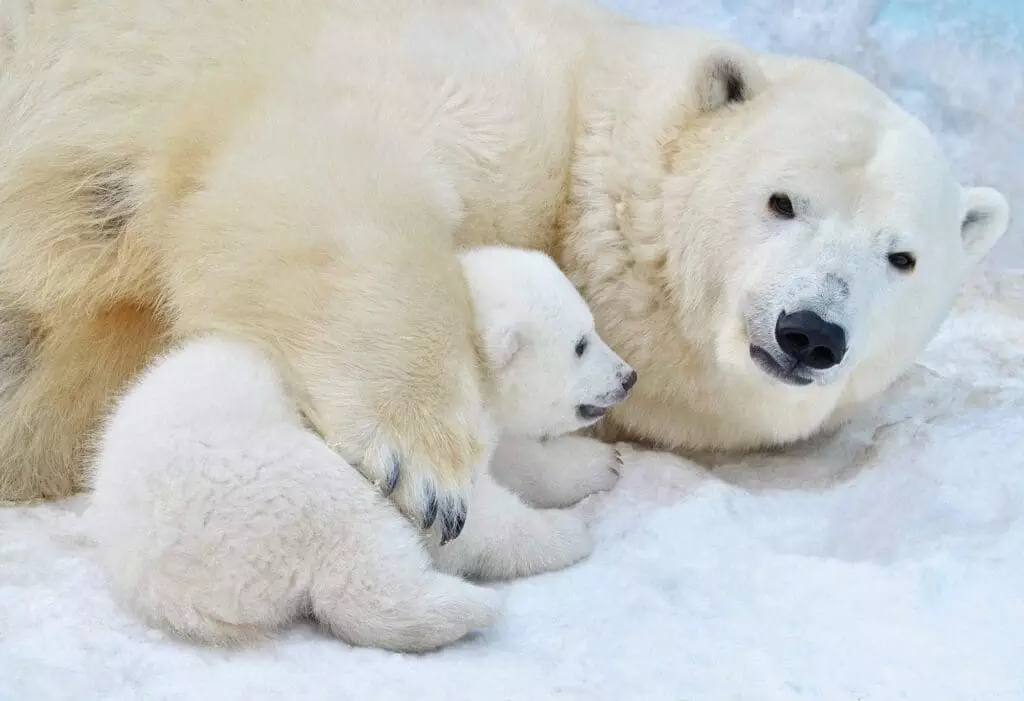 The Tale of The Amazing Polar Bears in Canada With 5 Facts 6
