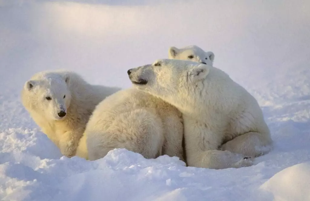 The Tale of The Amazing Polar Bears in Canada With 5 Facts 4