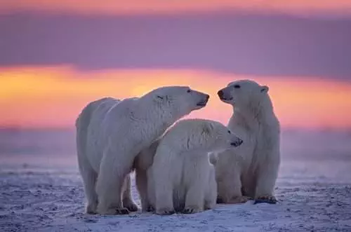 polar bears in canada