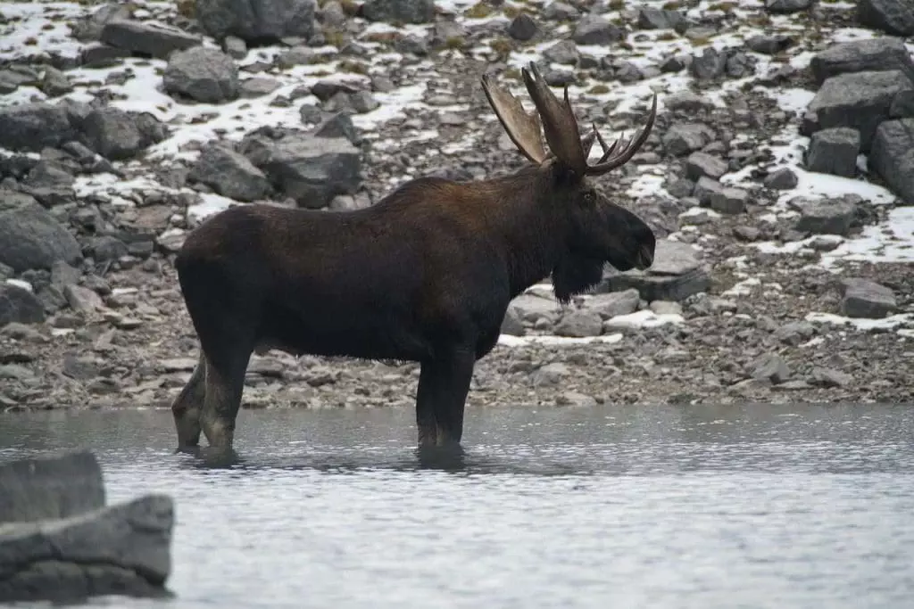 Moose hunting Ontario