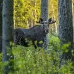 moose hunting ontario