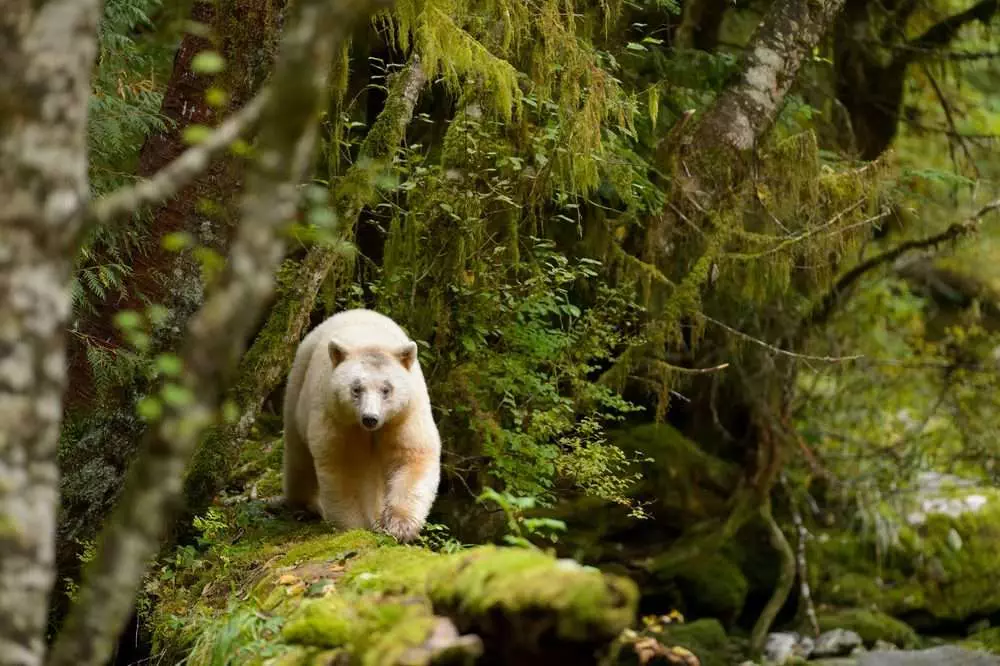 Guide to Great Bear Rainforest: Top 5 Reasons to Visit 4