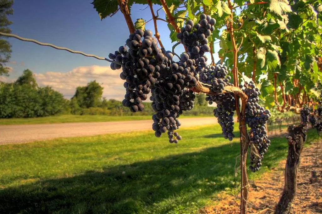 The Top The Niagara-on-the-Lake Wineries Tours & Tastings 4